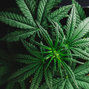TPS60: Up in Smoke