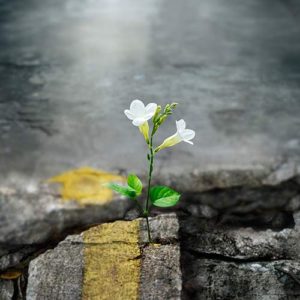TPS Express: The 37:73 Mindset