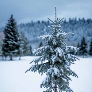 TPS 60: A Christmas Gift from Charlie Brown