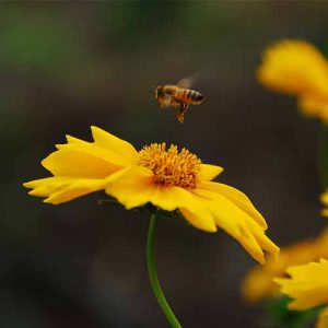 TPS 30: The Need for the Birds and the Bees