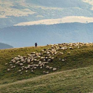 TPS 60: “My Sheep Hear My Voice” by Dr. Chuck McGowen